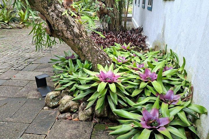 Landscape Experience in Rio: Inspired by Roberto Burle Marx
