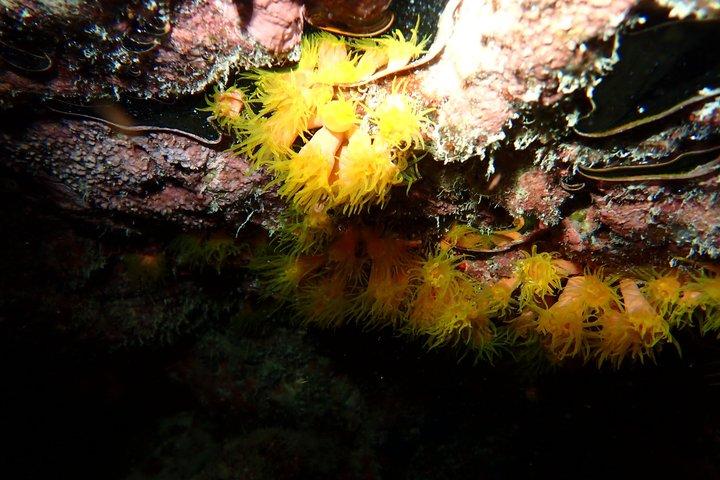 【沖縄・石垣島】夜光虫を見に行こう！ナイトシュノーケリングツアー