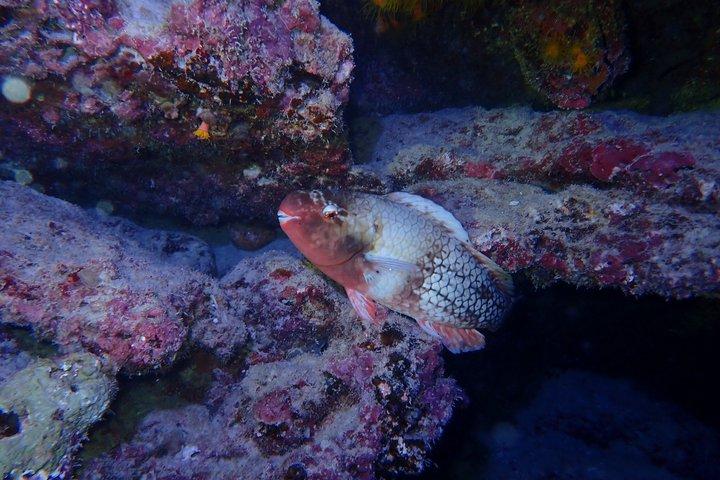 【沖縄・石垣島】夜光虫を見に行こう！ナイトシュノーケリングツアー