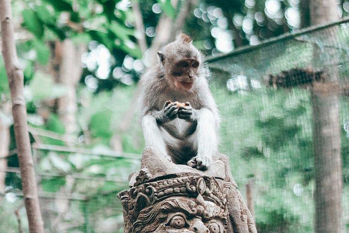 Ubud Highlights: Half-Day Private Cultural Escape
