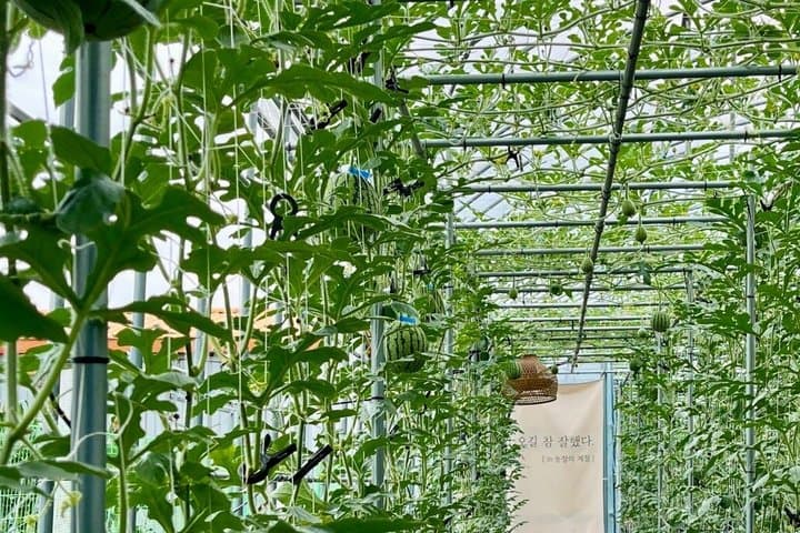 Seasonal Fruit Picking and Dream Cattle Farm Tour from Seoul