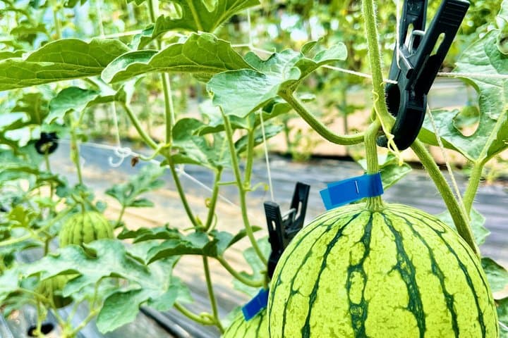 Seasonal Fruit Picking and Dream Cattle Farm Tour from Seoul