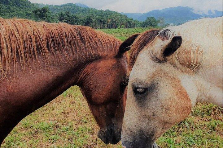 プラセンシア発乗馬＆洞窟チュービングアドベンチャー