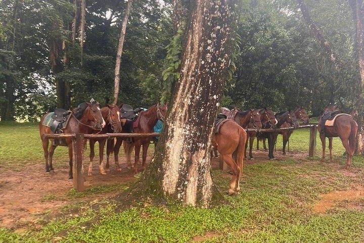 プラセンシア発乗馬＆洞窟チュービングアドベンチャー