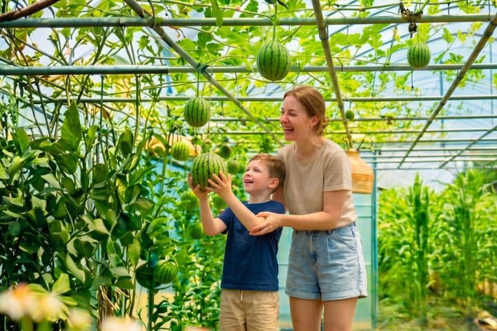 Seasonal Fruit Picking and Dream Cattle Farm Tour from Seoul