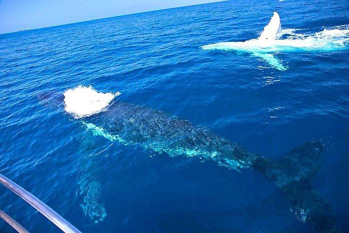 Whale Watching Cruise från Mooloolaba