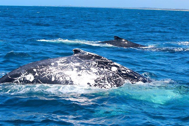Whale Watching Cruise från Mooloolaba