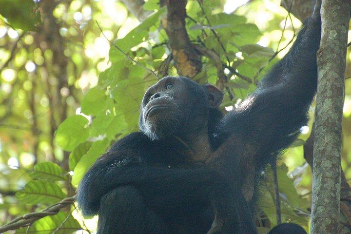 Privates 3 Tage Schimpanse-Tracking Kibale Uganda