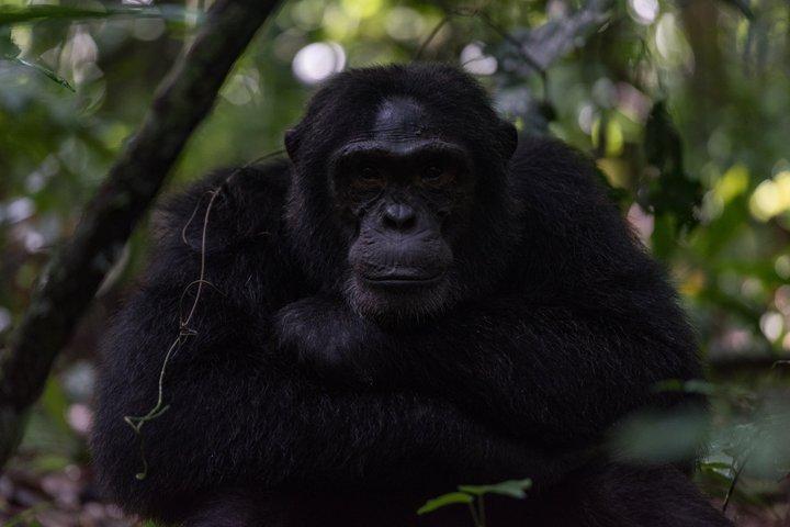 2 dage Chimpanse Tracking og Canopy Walk Nyungwe