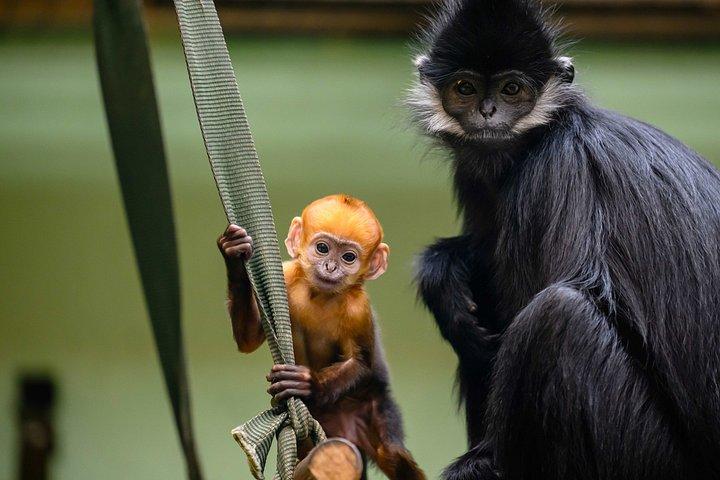 Whipsnade Zoo Toegangsbewijs
