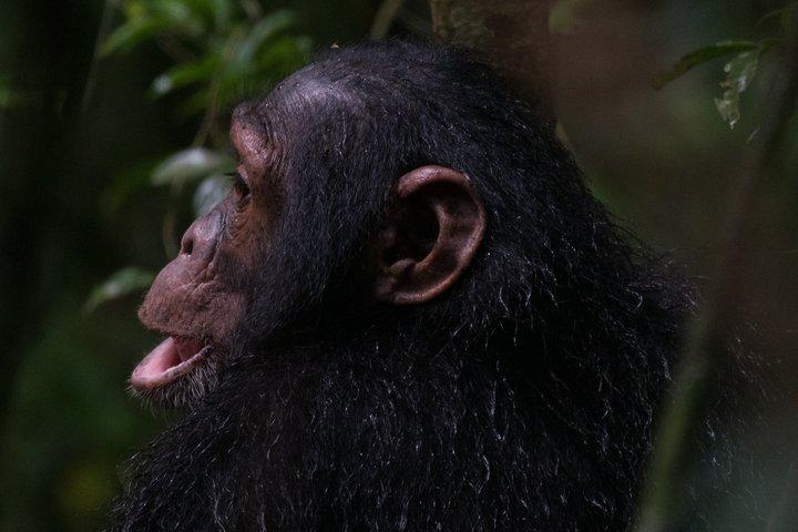 2 dage Chimpanse Tracking og Canopy Walk Nyungwe