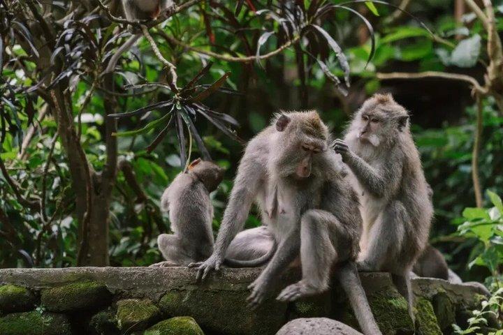 Hoteller i nærheden af Ubud Monkey Forest Temple Waterfall and Rice Terrace Tour