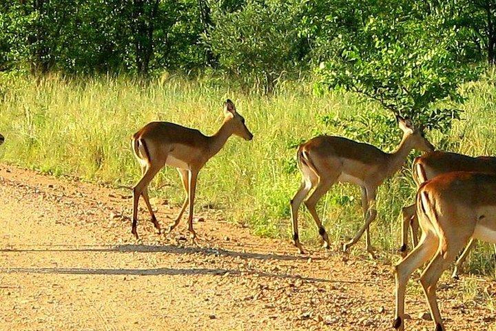 ダーバン発タラ獣保護区＆ペズルサファリ小グループツアー