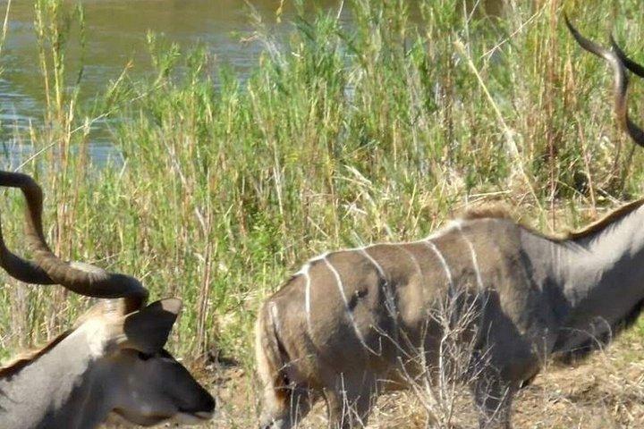 ダーバン発タラ獣保護区＆ペズルサファリ小グループツアー