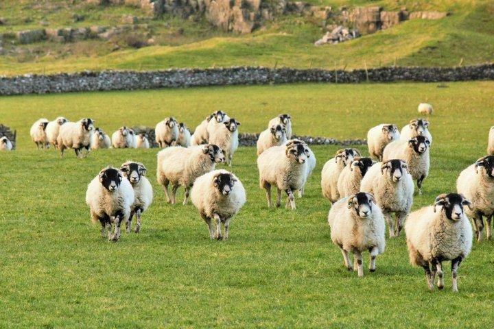 Yorkshire Dales Tour ab York
