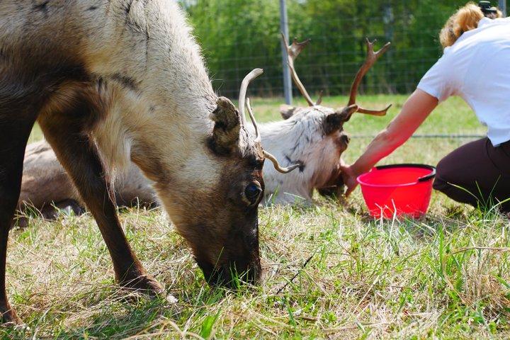 Rovaniemi Renupplevelse på sommaren/hösten med överföringar