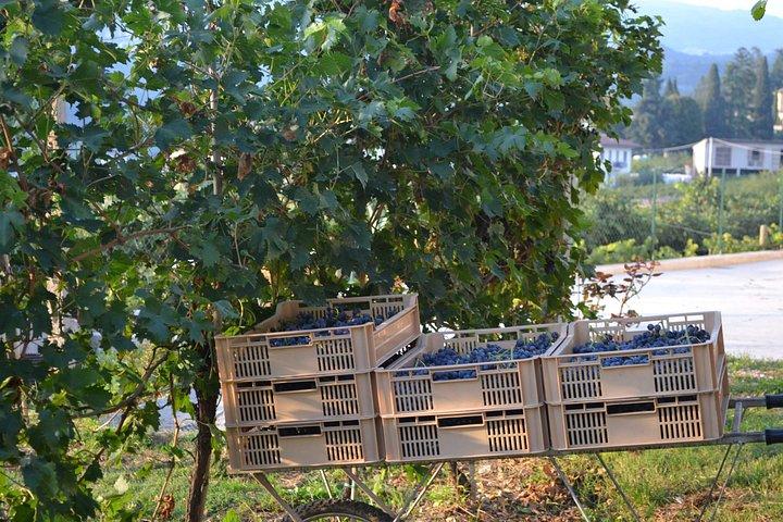 アマローネ デッラ ヴァルポリチェッラ ワイン体験 - ヴォガドリ家に会う