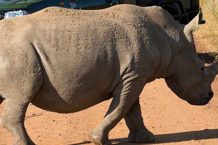 ダーバン・タラ動物保護区とフェズルツアーから