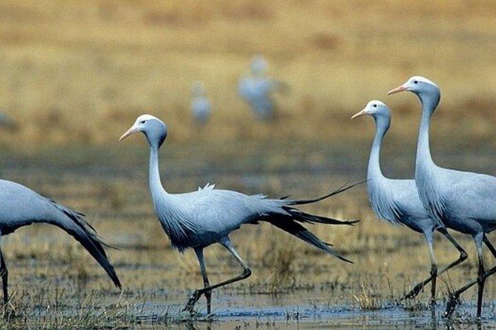 ダーバン・タラ動物保護区とフェズルツアーから