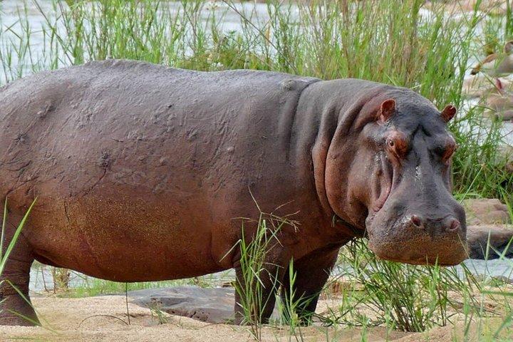 ダーバン・タラ動物保護区とフェズルツアーから