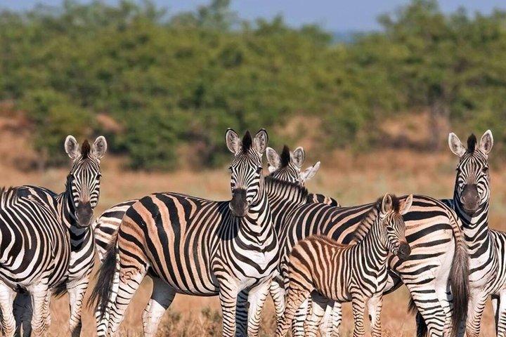 ダーバン・タラ動物保護区とフェズルツアーから