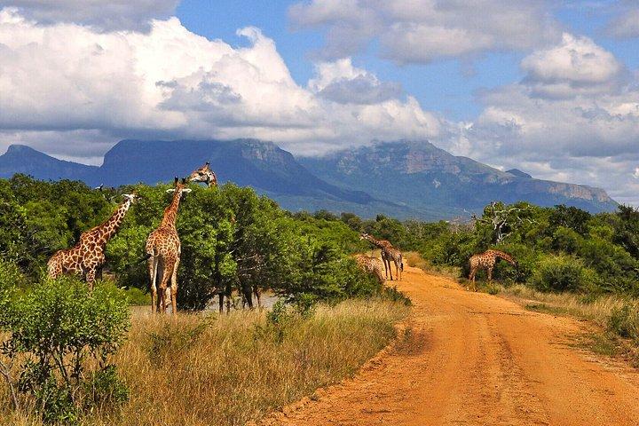 ダーバン・タラ動物保護区とフェズルツアーから