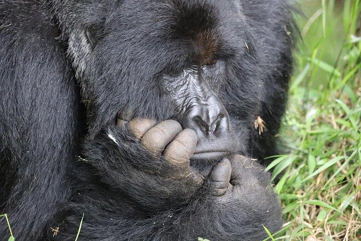 3-dages Bwindi Gorilla Tracking Midrange Tour