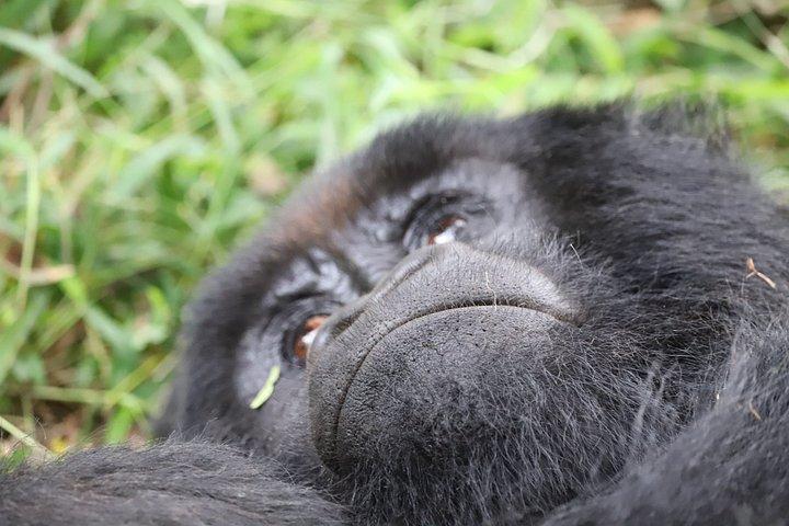 3-dages Bwindi Gorilla Tracking Midrange Tour