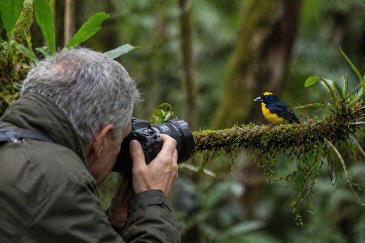 Mindo Nebelwald Vogelbeobachtung & Fotografie - Private Tagestour