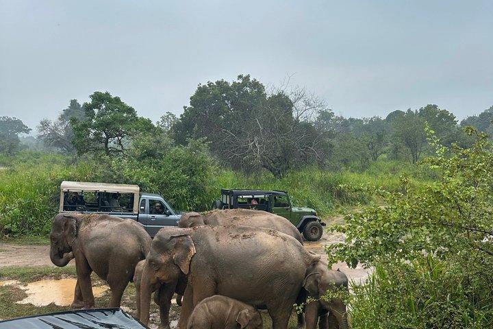 ミネリヤ＆カウドゥラ国立公園サファリ-シギリヤから