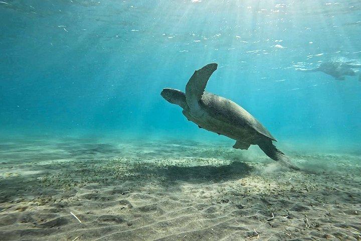 Abu Dabbab Turtle Watching & Snorkeling Adventure from Hurghada