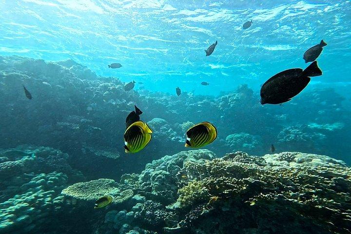 Abu Dabbab Turtle Watching & Snorkeling Adventure from Hurghada