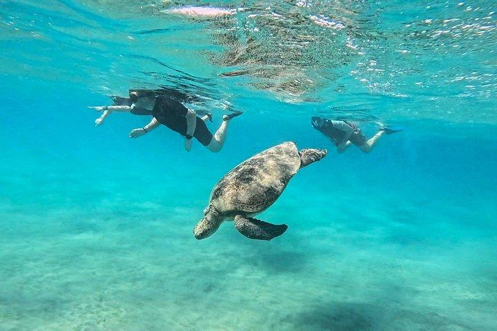 Abu Dabbab Turtle Watching & Snorkeling Adventure from Hurghada