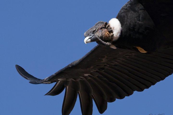 サンティアゴ発アンデス山脈ツアー（食前酒付き）