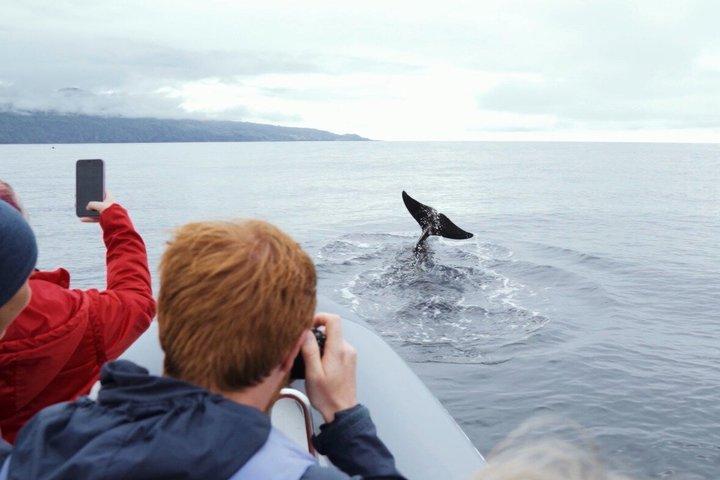 Hval- og delfinsafari på Pico Island - halv dag