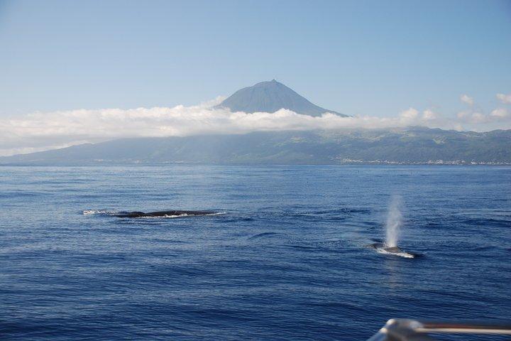 Hval- og delfinsafari på Pico Island - halv dag