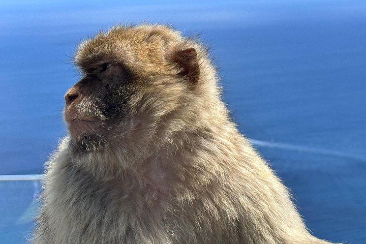 マラガ発ジブラルタルへのプライベート日帰り旅行