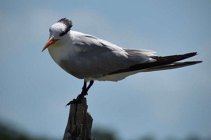 Everglades National Park Biologist Led Adventure: Cruise, Hike + Airboat