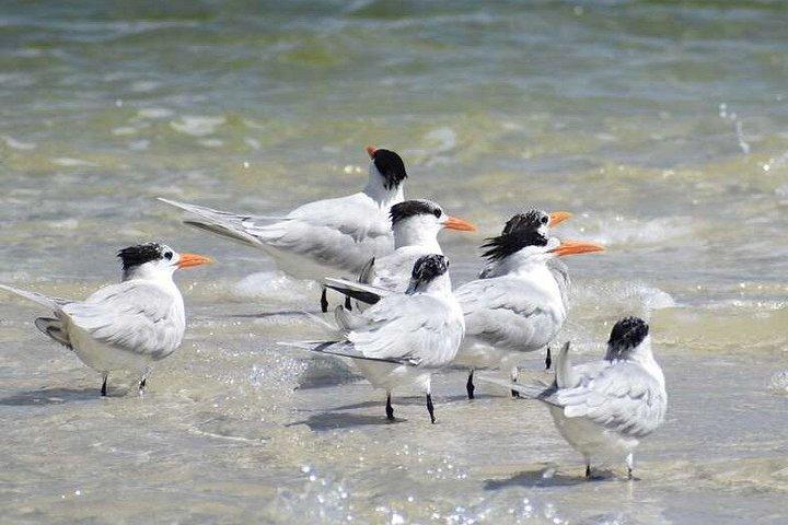 Everglades National Park Biologist Led Adventure: Cruise, Hike + Airboat