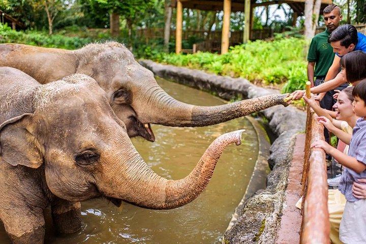 シンガポール動物園入場券（トラムライドアクセス付き）