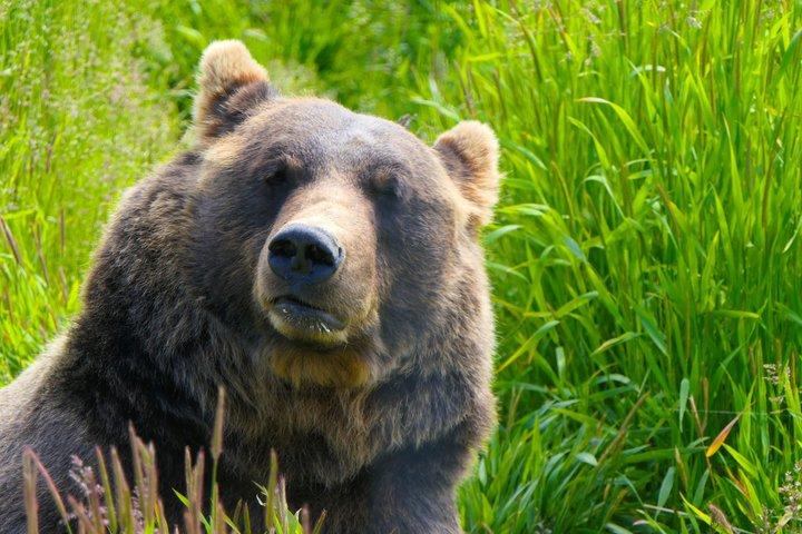 ZOMER-ZONSONDERGANG Wildernis, Wilde dieren & Gletsjerervaring