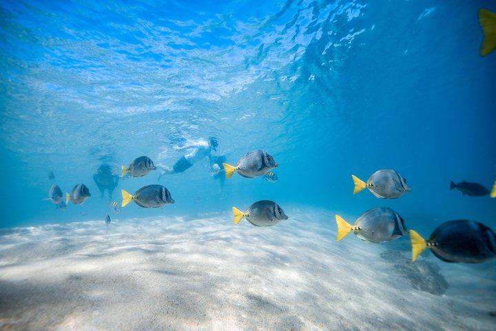チレノ湾とサンタ・マリアコーブへのロスカボス・スノーケリングツアー