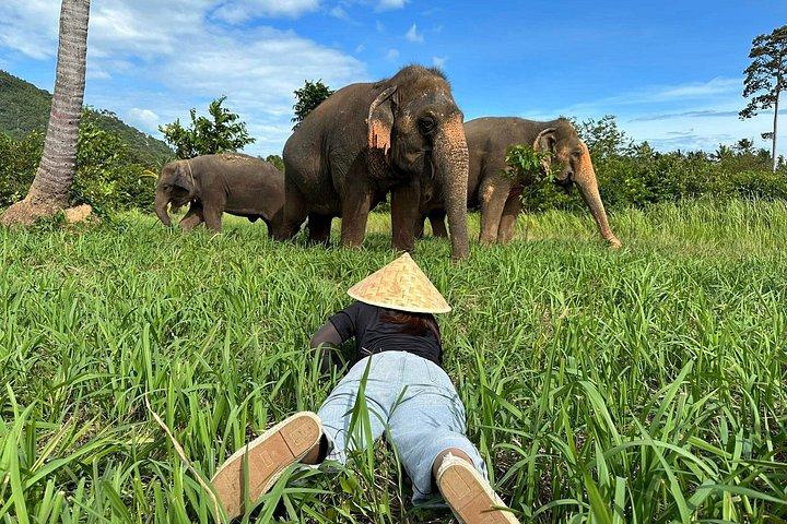 サムイ島：最大の象の保護区、エレファントネイチャーケア