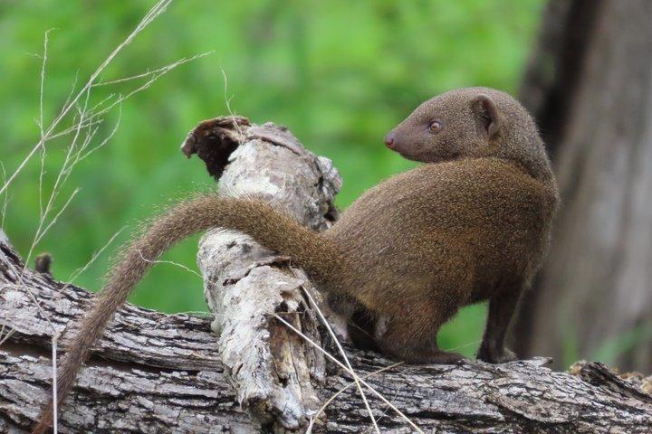Kruger National Park - Privat heldagssafaritur.