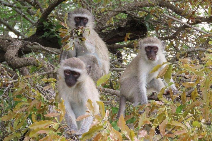 Kruger National Park - Privat heldagssafaritur.