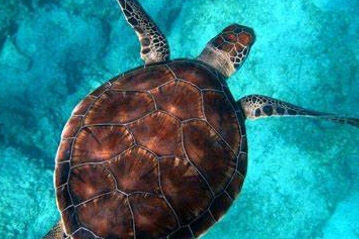 Tour de buceo en la costa de Roatán en West Bay Beach