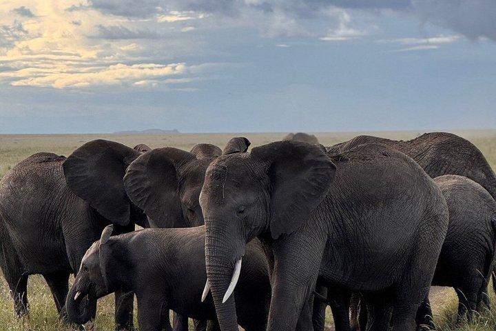 To dages budget gruppe camping safari til Tarangire og Ngorongoro