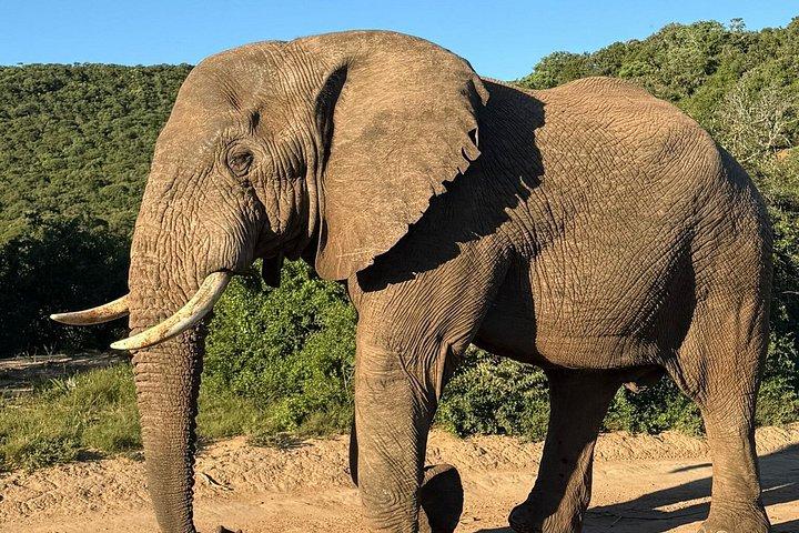 Addo Elephant Full Day Safari With Lunch