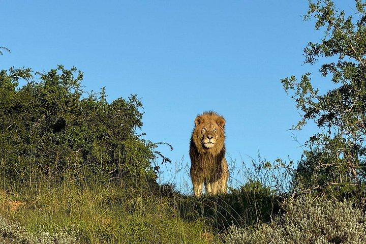 Addo Elephant Full Day Safari With Lunch