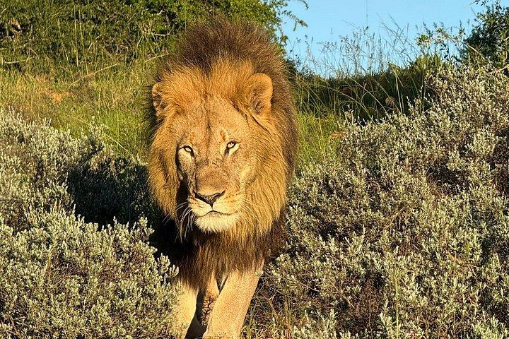 Addo Elephant Full Day Safari With Lunch